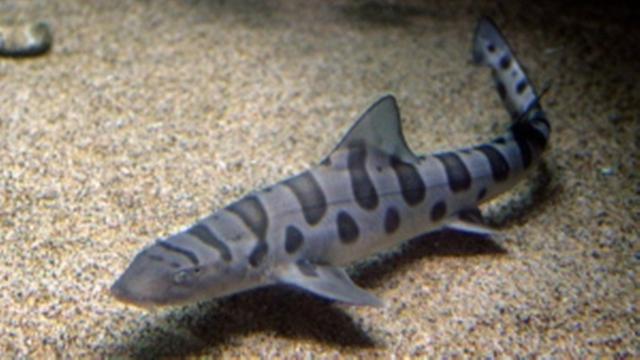 Ilustrasi hiu tutul. (AP)