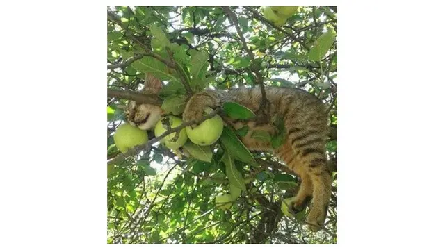 8 Pose Kucing saat Tidur di Pohon Ini Bikin Gemas Sekaligus Geregetan