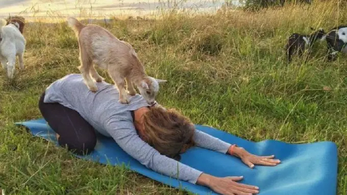 [Bintang] Kambing Yoga 