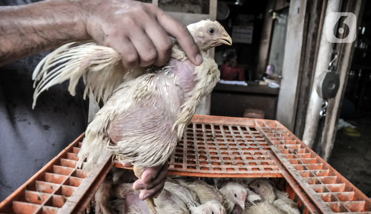 Pekerja memindahkan ayam di agen ayam potong kawasan Cipinang Melayu, Jakarta Timur, Senin (19/12/2022). Saat ini, harga ayam potong dijual Rp 33.000 - Rp 40.000 per kilogram, naik dibandingkan bulan lalu sekitar Rp 25.000 - Rp 30.000 per kilogram. (merdeka.com/Iqbal S. Nugroho)