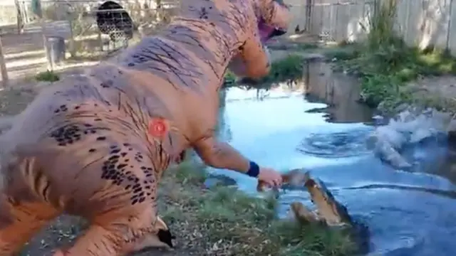 Nekat, 'T-Rex' Permainkan Aligator di Kebun Binatang