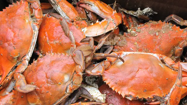 Ilustrasi kepiting