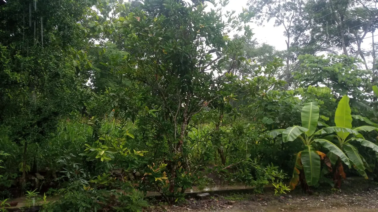 Ladang penduduk Warga Grogol