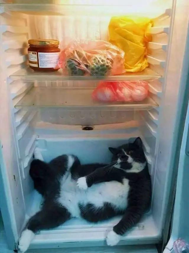 Kucing di Dalam Kulkas