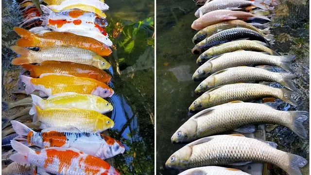 Sang Pemilik Lupa Nyalakan Pompa Air, Ratusan Ikan Koi Ini Mendadak Mati