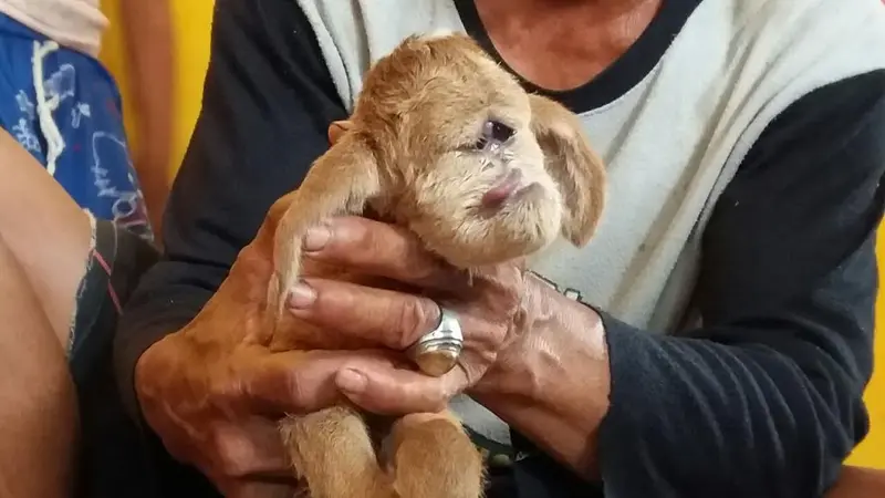 Kambing berwajah anjing di Bekasi.