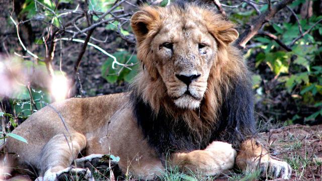 Gir National Park