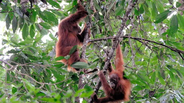 orang utan (wikipedia)