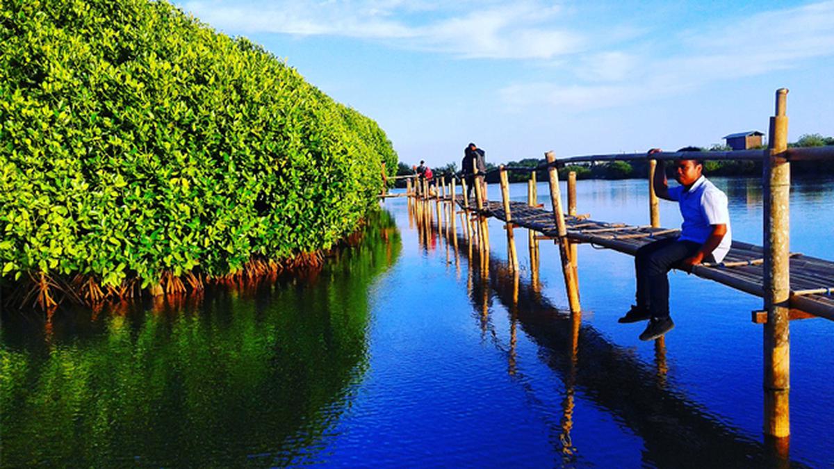 Wisata Sambil Belajar Konservasi di Hutan Mangrove Kulon Progo - Regional  Liputan6.com