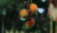 Pohon Rambutan Jarang Ditemui? 3 Faktor yang Penting Diketahui