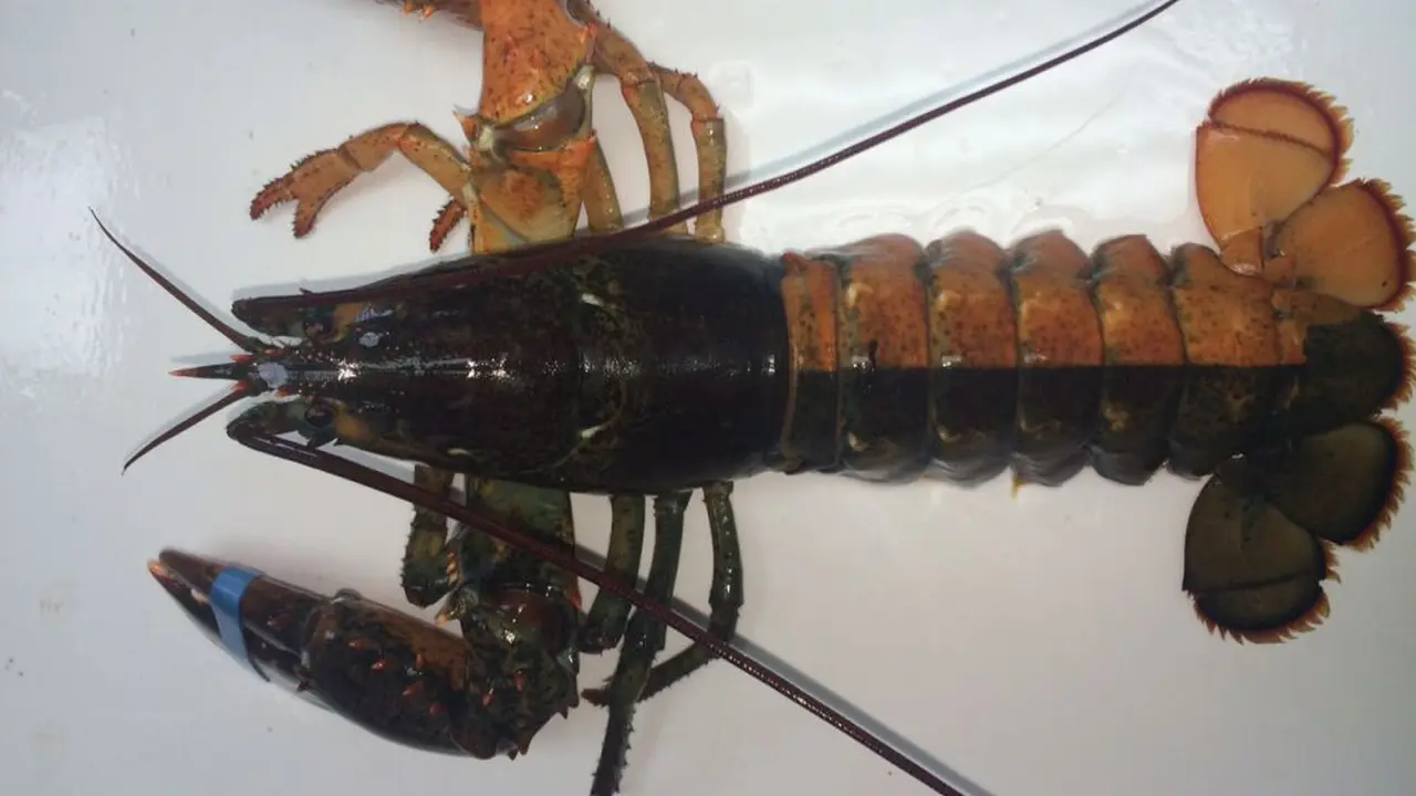 Seorang Nelayan Menangkap Lobster Langka Dua Warna