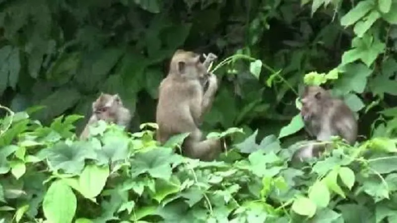 Monyet Purwakarta