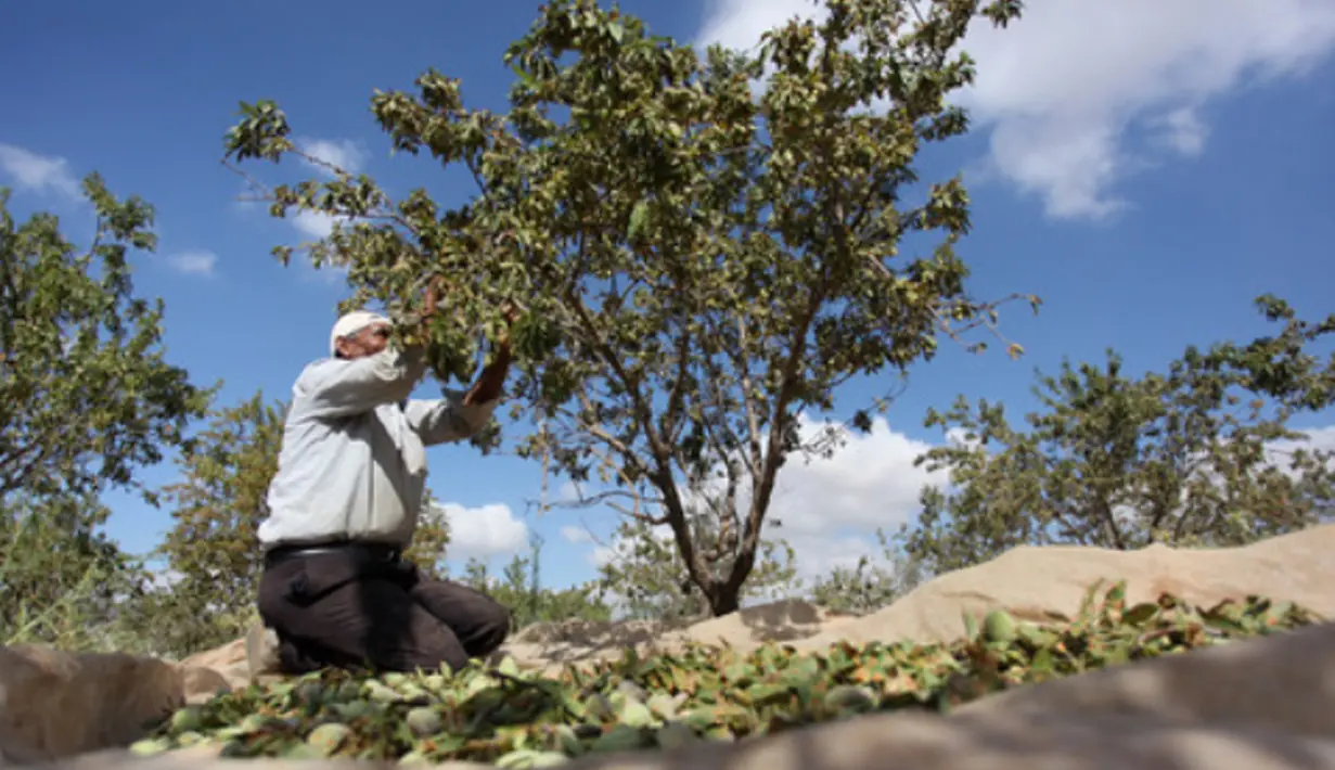 Petani Palestina Abdullah Hanni memetik badam hijau di Desa Beit Furik, Nablus timur, Tepi Barat (9/7/2020). Buah badam merupakan buah yang dihasilkan oleh pohon Prunus dulcis. (Xinhua/Nidal Eshtayeh)