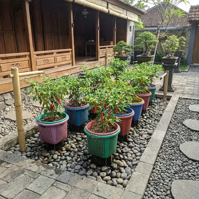 Desain Kebun Cabai Pakai Keranjang Plastik Bekas Anti Becek