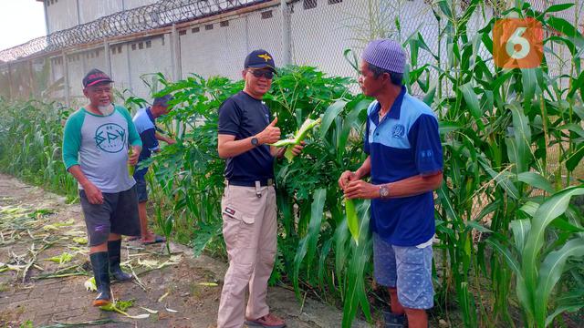 WBP Lapas Parepare memanen perdana jagung dan terong yang ditanam di Rumah Kemandirian dan Asimilasi Lapas Parepare (Liputan6.com/Eka Hakim)