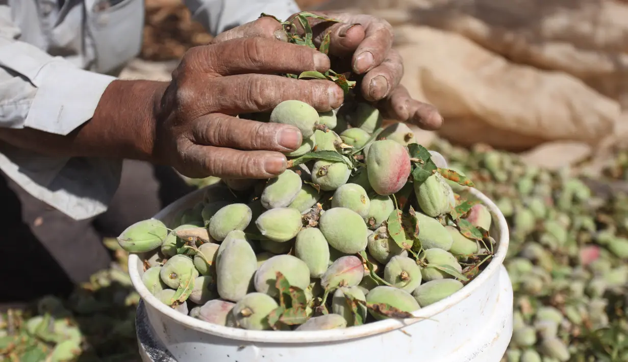 Petani Palestina Abdullah Hanni mengumpulkan badam hijau di Desa Beit Furik, Nablus timur, Tepi Barat (9/7/2020).  Tumbuhan ini berada di klasifikasi yang sama dengan persik dalam subgenus Amygdalus di dalam Prunus. (Xinhua/Nidal Eshtayeh)