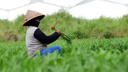 Petani memanen sayur kangkung yang ditanamnya di lahan garapan Banjir Kanal Timur, Cakung, Jakarta, Rabu (15/5/2019). Petani sering memanfaatkan lahan kosong dengan menanam beberapa jenis sayuran seperti kangkung yang dijual sekitar Rp 7.000 per 10 ikat. (merdeka.com/Imam Buhori)