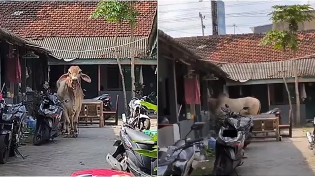 10 Momen Idul Adha Core 2024 Ini Kocak, Bikin Heboh