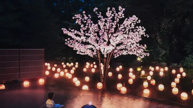 Musim Sakura di Jepang