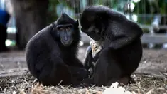 Seekor monyet Yaki, Nati, memeluk seekor anak ayam di dalam kandangnya di Taman Safari Ramat Gan, Israel, Kamis (24/8). Monyet berusia 4 tahun itu mengadopsi anak ayam tersebut untuk tinggal bersama di kandangnya. (AP Photo/Tsafrir Abayov)