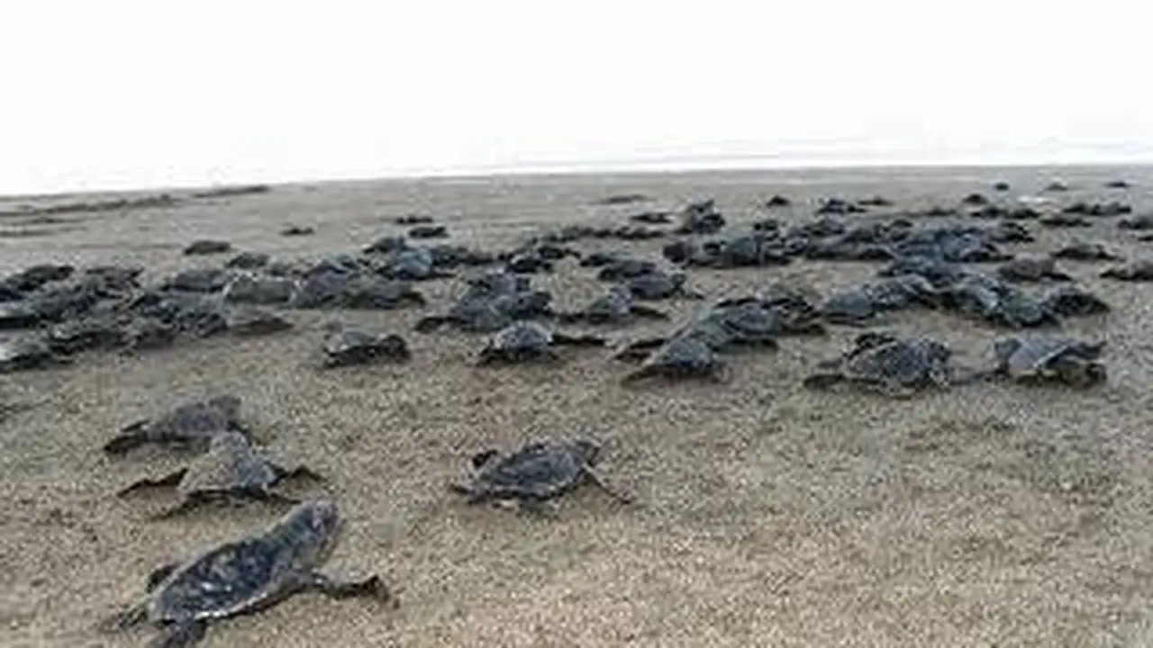Pantai Ngagelan jadi surga bagi penyu di Pantai Selatan Jawa Taman Nasional Alas Purwo Banyuwangi. (istimewa)