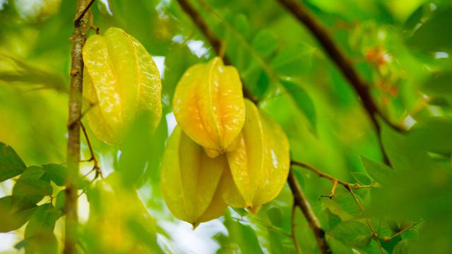 [Bintang] Belimbing, Buah Lezat yang Punya Khasiat Ajaib