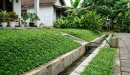 9 Tanaman Penutup Tanah untuk Area Drainase, Halaman Lebih Rapi dan Bebas Erosi