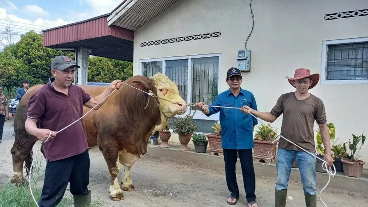 Sapi kurban sumbangan Presiden Jokowi untuk Sumbar. (Liputan6.com/ Humas Pemkab Agam).