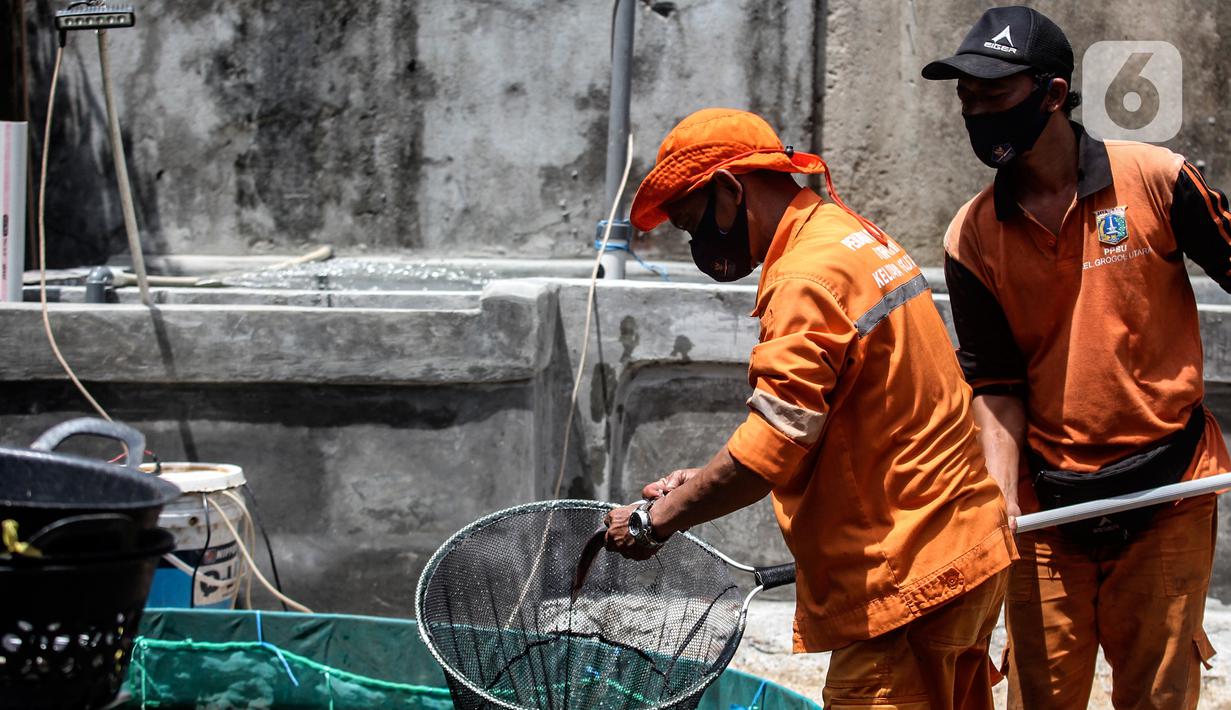 Petugas PPSU Kelurahan Grogol Utara melakukan budidaya ikan lele dan nila dengan sistem bioflok di Kebayoran Lama, Jakarta Selatan, Kamis (27/1/2022). Sistem Bioflok jug memanfaatkan mikroorganisme secara langsung untuk meningkatkan kadar nilai dalam pencernaan pakan. (Liputan6.com/Johan Tallo)