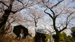 Pengunjung memakai payung saat berjalan di bawah pohon sakura di Aoyama Cemetery Tokyo, Jumat (1/4).  Bunga Sakura merupakan satu keunggulan Jepang, penduduk Jepang mengkhususkan hari untuk menikmati Bunga Sakura yang mekar sempurna (REUTERS/Thomas Peter)