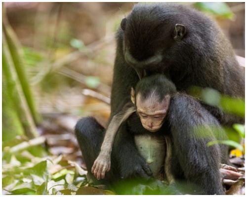 Foto : copyright dailymail.co.uk