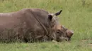 Seekor badak tergeletak di sebuah peternakan badak di Klerksdorp, Afrika Selatan (9/3/2017). Maraknya perburuan cula badak telah membuat populasi badak terancam punah. (AFP PHOTO / Gianluigi Guercia)