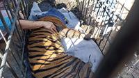 Seekora harimau yang masuk ke kandang jebak di Palembayan Agam, Senin (10/1/2022) sedang dievakuasi oleh petugas. (Liputan6.com/ Arset)