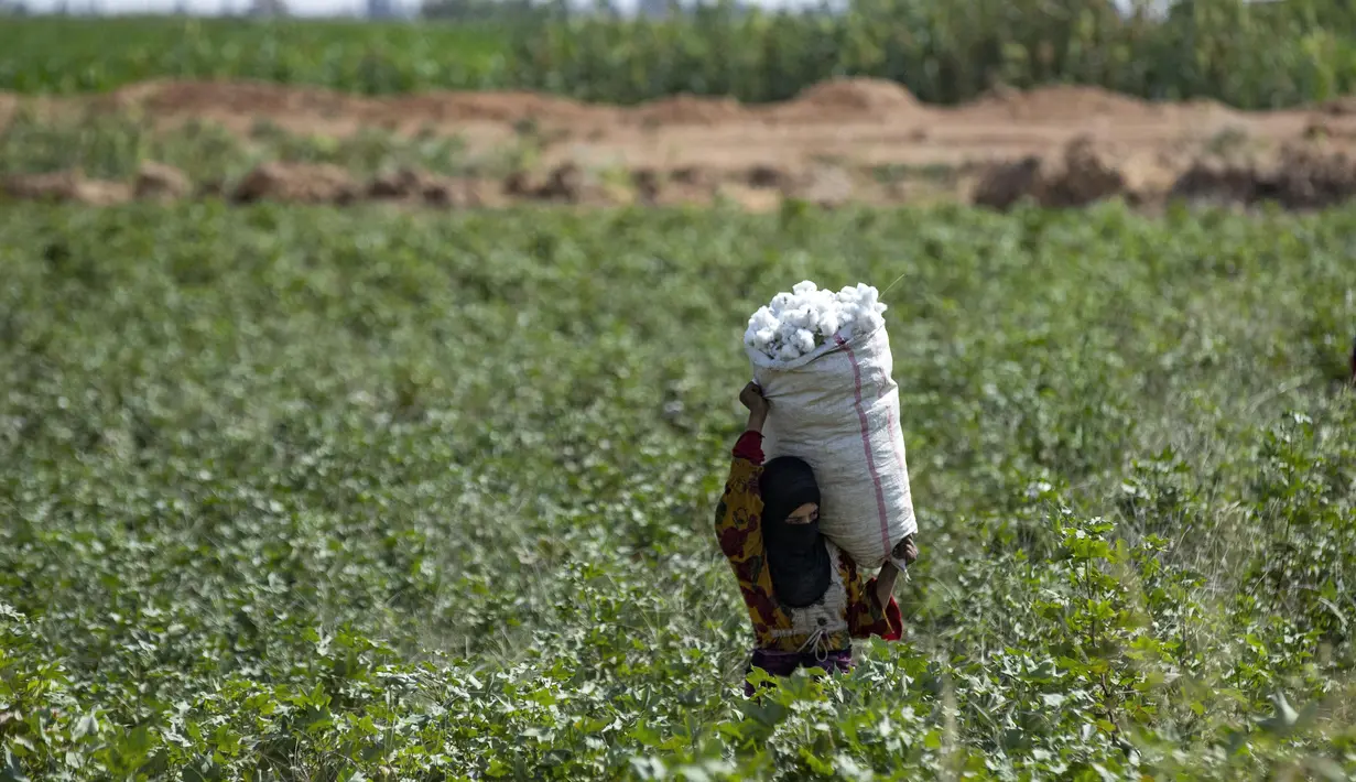 Seorang wanita berjalan dengan karung penuh kapas yang dipanen di sebuah ladang di pedesaan Raqa di Suriah utara (20/9/2022). Kapas tersebut kemudian diangkut ke gudang di bawah kendali pemerintahan Kurdi Suriah. (AFP/Delil Souleiman)