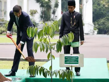 Presiden Joko Widodo (kanan) saat menemani Emir Qatar Syekh Tamim bin Hamad Al Thani menanam pohon eboni di Istana Bogor, Jawa Barat, Rabu (18/10). Pohon eboni merupakan pohon endemik atau kayu hitam Sulawesi. (Beawiharta/Pool photo via AP)