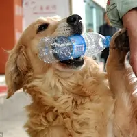 Jiao Mei, anjing pintar yang bantu bersihkan jalan setiap hari. (CEN)