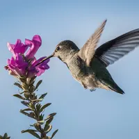 Ilustrasi Burung/https://unsplash.com/Steve Harvey