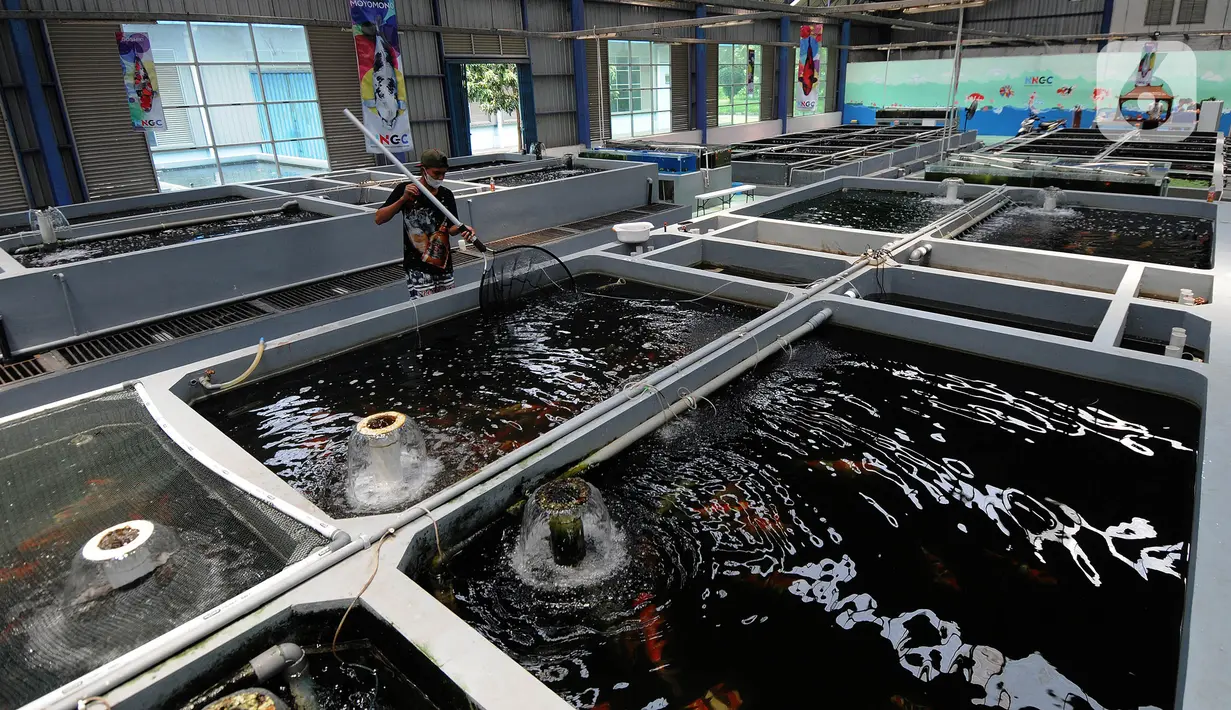 Aktivitas pekerja di Pusat Koi dan Maskoki Nusantara, Raiser Ikan Hias Cibinong, Bogor, Jawa Barat, Sabtu (9/10/2021). Pusat Koi dan Maskoki Nusantara di Raiser Ikan Hias Cibinong menyedikan ikan mas koki dan koi dengan harga Rp 50 ribu - Rp 25 juta per ekor. (merdeka.com/Arie Basuki)