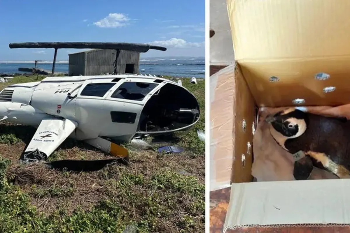 Tak lama setelah lepas landas, kotak yang berisi penguin tersebut menjatuhkan kontrol sehingga menyebabkan pilot kehilangan kendali atas helikopter tersebut. (South African Aviation Authority)