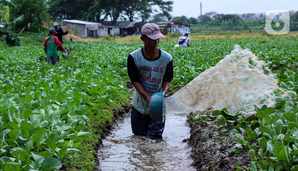 Petani menyemprotkan cairan pestisida di lahan pertanian bayam, kawasan Kota Tangerang, Jumat (27/11/2020). Badan Pusat Statistik mencatat upah nominal harian buruh tani nasional pada Oktober 2020 naik sebesar 0,09 persen dari Rp 55.719 menjadi Rp 55.766 per hari. (Liputan6.com/Angga Yuniar)