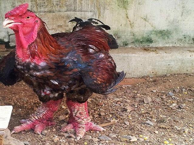 Dong Tao Ayam Raksasa Yang Harganya Bikin Kantong Jebol Citizen6 Liputan6 Com