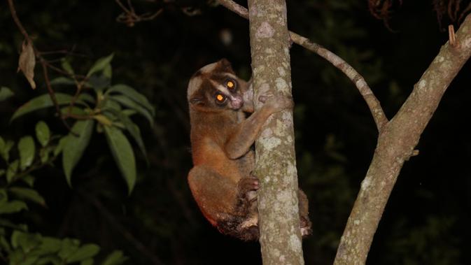 Nampak seekor Kukang Jawa langsung memanjat dan bergelayut di pohon setelah dilepasliarkan di hutan alam Talaga Bodas, Garut, Jawa Barat (Liputan6.com/Jayadi Supriyadin)