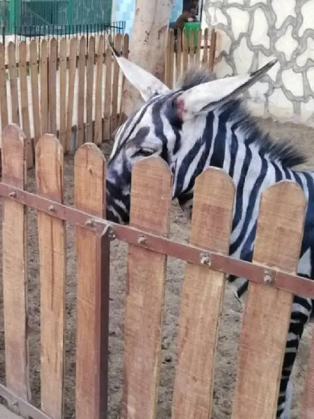 Kelabui Pengunjung, Kebun Binatang di Mesir Warnai Keledai agar Jadi Zebra