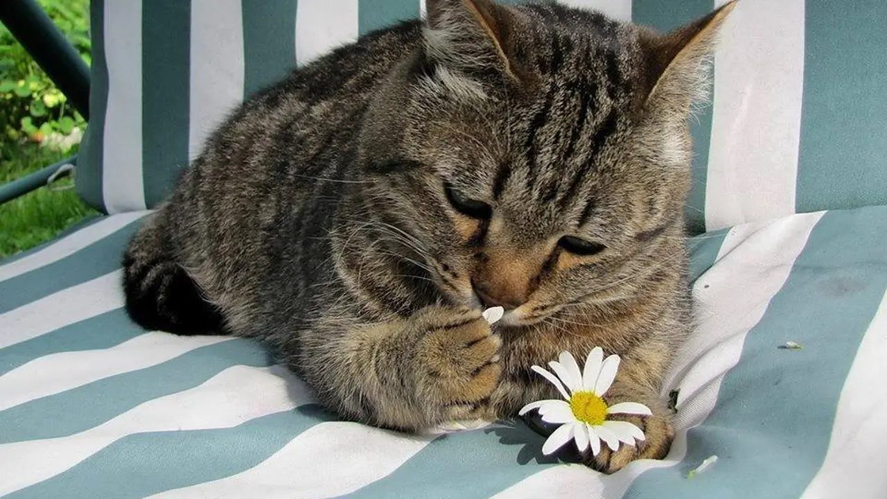 Para Kucing Ini Menyukai Bunga Lebih Dari yang Kamu Bayangkan