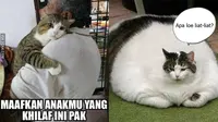 Potret lucu kucing obesitas (Sumber: 1cak.com)
