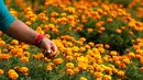 Seorang wanita Nepal memetik bunga marigold di Kathmandu, Nepal, (17/10). Bunga ini merupakan bunga sakral di wilayah India dan Nepal. Bunga ini biasanya diletakkan seperti kalung di leher patung dewa. (AP Photo/Niranjan Shrestha)