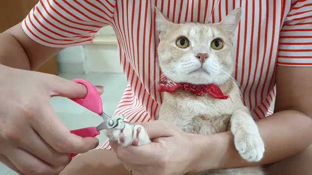 Memotong Kuku Kucing