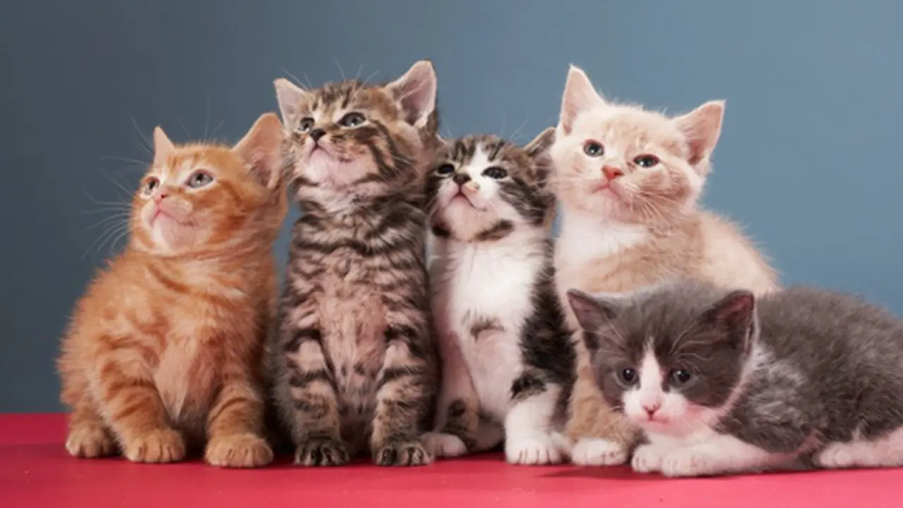 Foto: copyright Thinkstockphotos.com