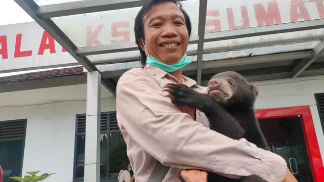Tangisan Anakan Beruang Madu Ditinggal Induknya di Kawasan Konservasi di Sumsel