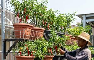 Sistem Rak Kawat Bertingkat merupakan salah satu desain kebun cabai di pagar kawat ram sistem tempel (Gemini AI)